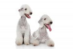 Photo Bedlington Terrier