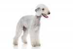 Photo Bedlington Terrier
