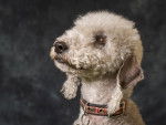 Photo Bedlington Terrier