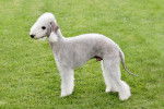 Un Bedlington Terrier debout dans l'herbe