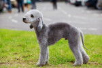 Photo Bedlington Terrier