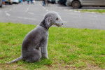 Photo Bedlington Terrier