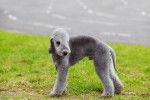 Photo Bedlington Terrier