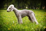 Photo Bedlington Terrier