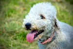 Photo Bedlington Terrier