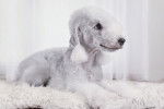 Un Bedlington Terrier allongé sur un tapis blanc