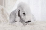 Photo Bedlington Terrier