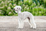 Un Bedlington Terrier blanc debout sur une terrasse