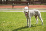 Photo Bedlington Terrier