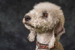 Photo Bedlington Terrier