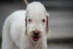 Photo Bedlington Terrier