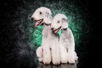 Photo Bedlington Terrier