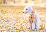 Photo Bedlington Terrier