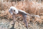 Photo Bedlington Terrier