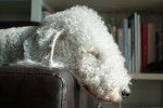 Vue proche d'un Bedlington qui dort sur un fauteuil