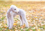 Photo Bedlington Terrier