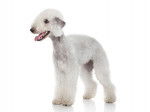 Photo Bedlington Terrier