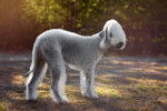 Photo Bedlington Terrier