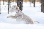 Photo Bedlington Terrier