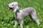 Photo Bedlington Terrier