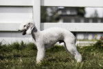 Un Bedlington Terrier sur une surface herbac&eacute;e 