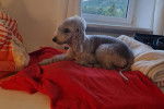 Un Bedlington Terrier allong&eacute; sur un lit 
