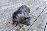 Un Bedlington Terrier allong&eacute; sur un plancher 