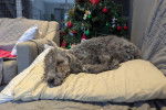 Un Bedlington Terrier allong&eacute; sur un oreiller et semblant dormir 