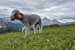 Un Bedlington Terrier sur une surface herbac&eacute;e et portant un foulard autour du cou