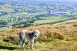 Un Bedlington Terrier sur une surface herbac&eacute;e et portant un collier autour du cou