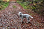 Un Bedlington Terrier sur un sol jonch&eacute;s de feuilles mortes et portant un harnais 