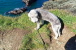 Un Bedlington Terrier au bord d'une falaise rocheuse et qui est tenu en laisse 