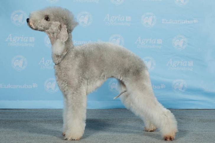 Photo Bedlington Terrier
