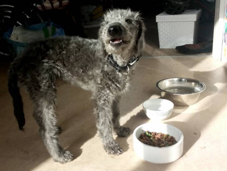 Earl - Bedlington Terrier Mâle