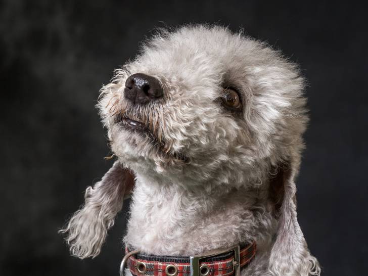 Photo Bedlington Terrier