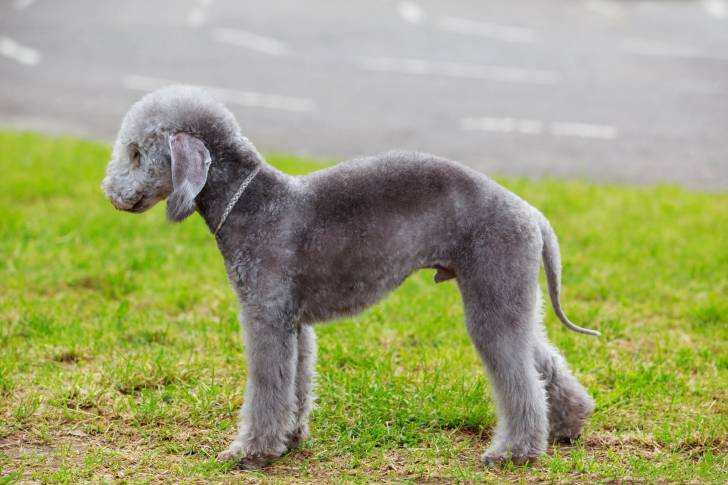 Photo Bedlington Terrier