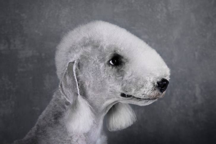 Photo Bedlington Terrier