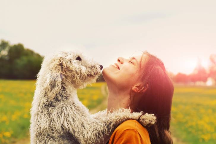 Photo Bedlington Terrier