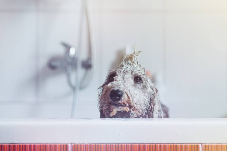 Photo Bedlington Terrier