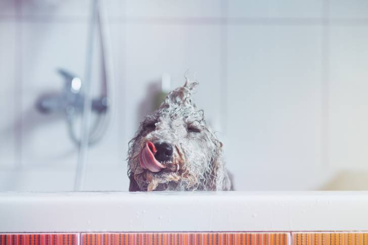 Photo Bedlington Terrier