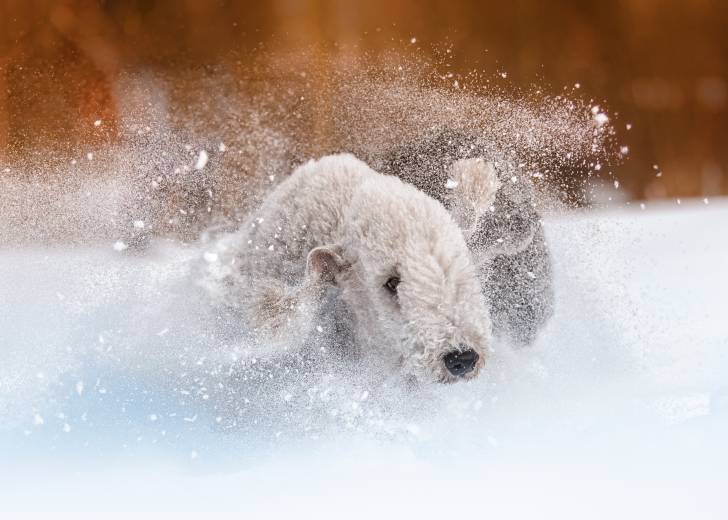 Photo Bedlington Terrier