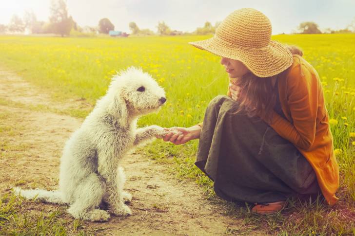 Photo Bedlington Terrier