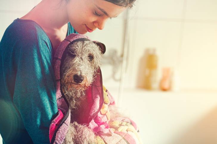 Photo Bedlington Terrier