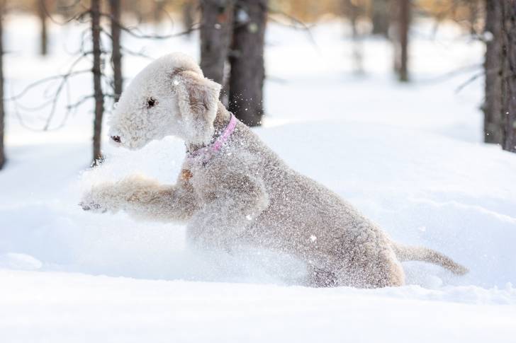 Photo Bedlington Terrier
