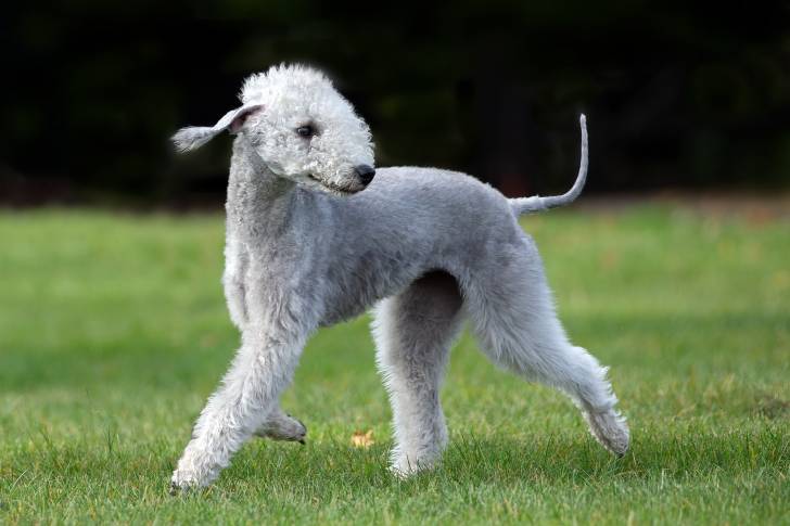 Un Bedlington Terrier gris marche dans un jardin