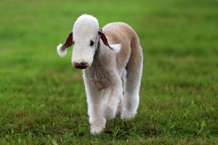 Photo Bedlington Terrier