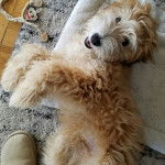 Un Woodle étendu sur le dos, confortablement installé sur un tapis qui repose sur un sol en parquet