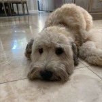 Un Woodle blanc couché sur un sol carrelé dans une maison