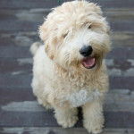 Un Woodle assis tout en fixant la caméra vers le haut