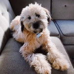 Un Woodle allongé en face d'une caméra sur un divan